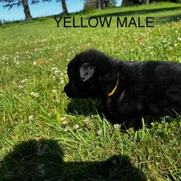 German Shepherd Puppies from Von Reams Kennels