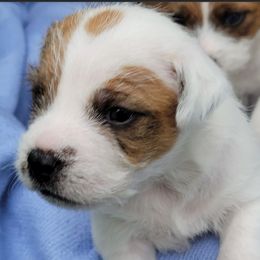 Boy 2 - Jack Russell Terrier puppy in California from Kimberlite