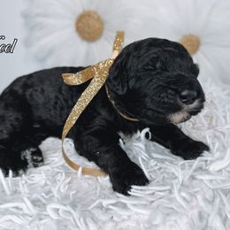 Girl 2 - Assorted Doodle Crosses puppy from Maria's Pups