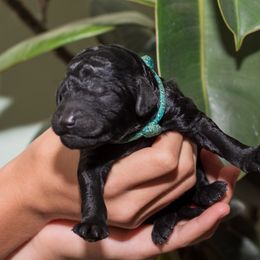 Teal - Black male Poodle puppy in Palmetto, Georgia from Renders Poodles