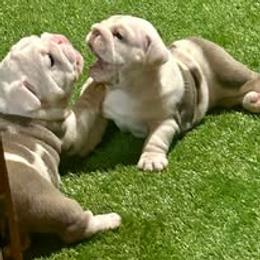 Bulldog Puppies from Bullgodz English Bulldogs
