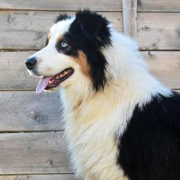 King Kong - Australian Shepherd