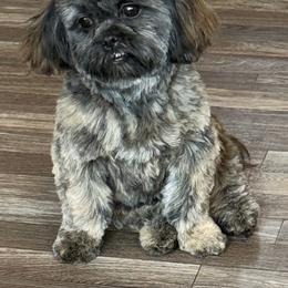Rayna - Brindle female Shih Tzu puppy in Berkeley Springs, West Virginia from Sandridge Shih Tzus