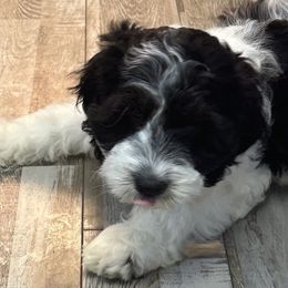 Cockapoo, Goldendoodle, and Maltipoo Puppies from Loris Pampered Pooches💕