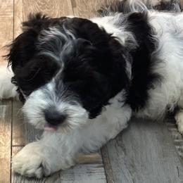 Cockapoo, Goldendoodle, and Maltipoo Puppies from Loris Pampered Pooches💕