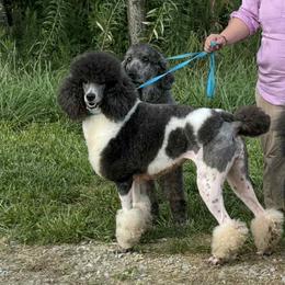 Artemis - Poodle