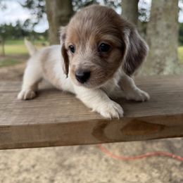 Dachshund Puppies from B’s Dachshunds