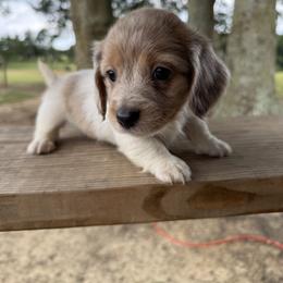 Dachshund Puppies from B’s Dachshunds