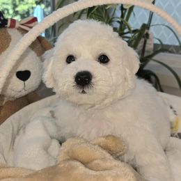Gibson - White and buff male Bichon Frise puppy in Upland, California from IDREAMOFPUPPIES