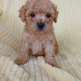 Maxwell - Apricot male Poodle puppy in Blanch, North Carolina from Faithful Hearts Kennel