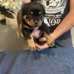 Girl 1 - Rottweiler puppy in Ohio from Vom Hause Bishop