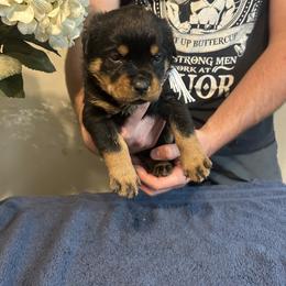 Girl 1 - Rottweiler puppy in Ohio from Vom Hause Bishop
