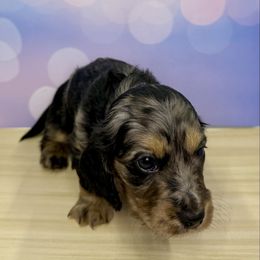 Ron Weasley - Dapple male Dachshund puppy in Bowerston, Ohio from Hangin’ H Kennels, LLC