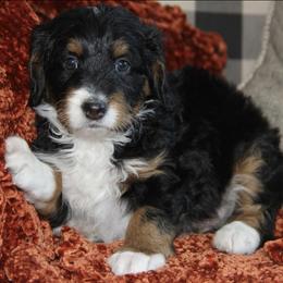Bernedoodle and Cockapoo Puppies from Waggle Doodles