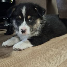 Pembroke Welsh Corgi All Grown Up from Newton Hay & Cattle