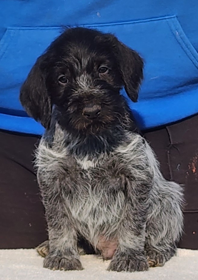 Aragorn - Black and white German Wirehaired Pointer puppy in Wellston, Ohio from Blue Line GWPs