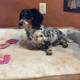 Hank - Dachshund