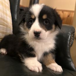 Driver - Black and tan male Pembroke Welsh Corgi puppy in New Auburn, Wisconsin from Cordell Corgis