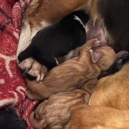 Basset Hounds from LONG EARS FARM
