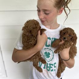 Cavalier King Charles Spaniel, Cavapoo, Havanese, Havapoo, and Poodle Puppies from West Cobb Dogs