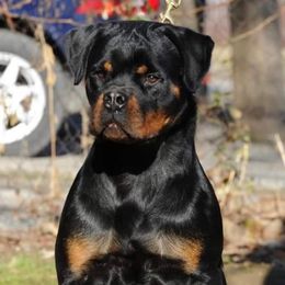 CYBA - Rottweiler