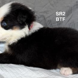 SR2 - Black tri-color female Australian Shepherd puppy in Ada, Ohio from Windy Hill Aussies