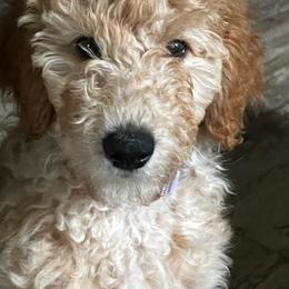 Daisy - Apricot female Goldendoodle puppy in Tavares, Florida from Tracy's Goldendoodles