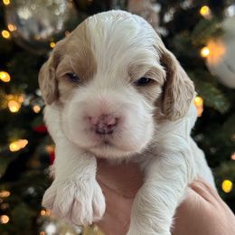 Boy 1 - Red and white male Cockapoo puppy in Granger, Iowa from M&M Cockapoos of Iowa
