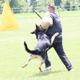 German Shepherds from Kennel zu Trojas Ehren