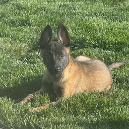 Blue - Fawn sable male Belgian Malinois puppy in Boise, Idaho from Wings of Freedom Retrievers and Malinois