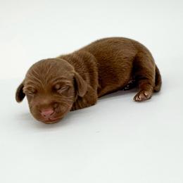 Java - Chocolate male Dachshund puppy in Waddell, Arizona from Neu Doxies
