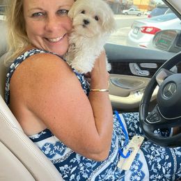 Goldendoodle and Maltese Puppies from Little Sweetheart Puppies