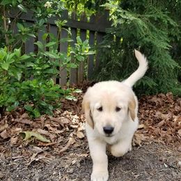 Golden Retriever and Goldendoodle Puppies from Guppy Puppies