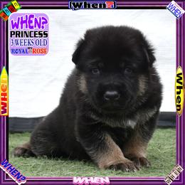 WHEN - Black and tan female German Shepherd puppy in Murrieta, California from Diamond Oaks German Shepherds