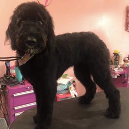 Goldendoodles from Cooper’s Doodles