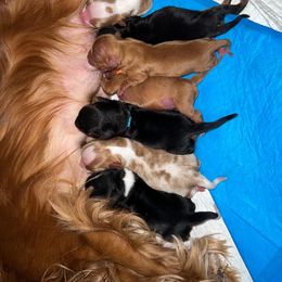 Cavalier King Charles Spaniel Puppies from Pay it Forwood