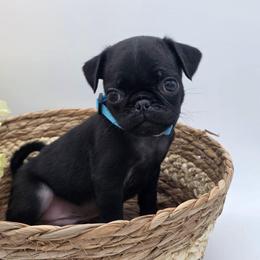 Black male 2 - Black male Pug puppy in Olin, North Carolina from Piggy Pugs