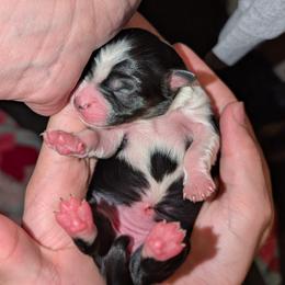 Stevie - Black tri female Toy Australian Shepherd puppy in Shepherd, Texas from GAMALA Farm & Kennels
