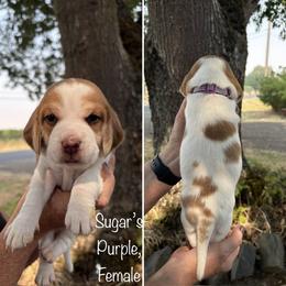 Sugars Purple - Red and white female Beagle puppy in Brownsville, Oregon from Beagles on the Run