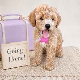 Snappy - Apricot female Goldendoodle puppy in Hot Springs, Arkansas from Hot Springs Kennels