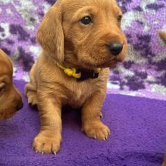 Basset Fauve de Bretagne and German Wirehaired Pointer Puppies from Afterhours German Wirehaired Pointers and Basset Fauve de Bretagne