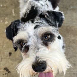 Pepper - Miniature Schnauzer