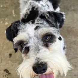 Pepper - Miniature Schnauzer