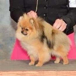 Ari - Pomeranian