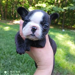 Liberty - Brindle female French Bulldog puppy in Morgantown, Indiana from Baby Cake Bullies