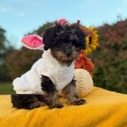 Milly - Blue female Poodle puppy in Hopkins, Missouri from Mowry Creek Mini Aussiedoodles and More