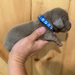 CKC Boy 3 blue - Fawn (Isabella) male Dachshund puppy in Grand Valley, Pennsylvania from Dachshunds on the Hill