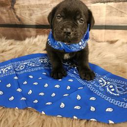 Cane Corso Puppies from Carrie Brown's Cane Corsos