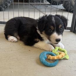 Tiffa - Black tri-color female Australian Shepherd puppy in Phoenix, Arizona from Heartfire Aussies