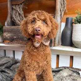 Suede - Goldendoodle